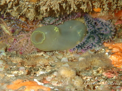 Ciona intestinalis