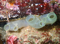 Ciona intestinalis
