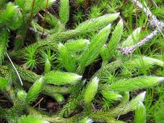 Lycopodium clavatum