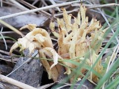 Clavulina vinaceocervina