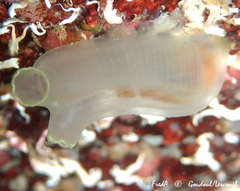 Ciona intestinalis