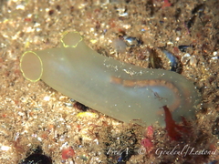 Ciona intestinalis