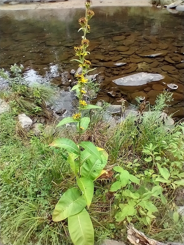 Image of Inula racemosa by (c) Tom Norton, some rights reserved (CC BY)