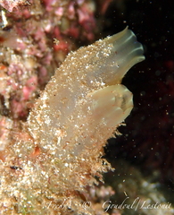 Ciona intestinalis