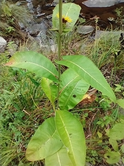 Inula racemosa