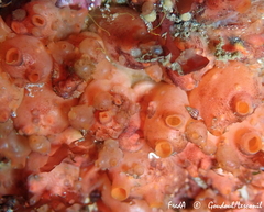 Dendrodoa grossularia