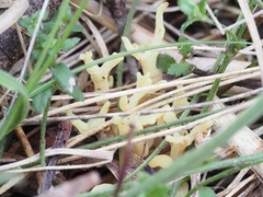 Clavulina vinaceocervina