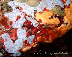 Lissoclinum perforatum