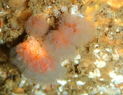 Morchellium argus