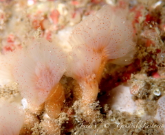 Morchellium argus