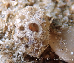 Polyclinum aurantium