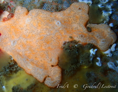 Polysyncraton bilobatum