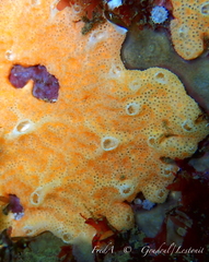 Polysyncraton bilobatum