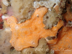 Polysyncraton bilobatum