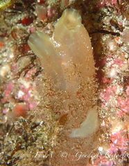 Ciona intestinalis