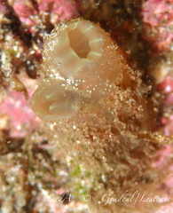 Ciona intestinalis