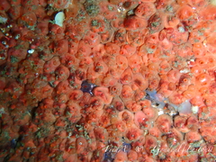 Dendrodoa grossularia