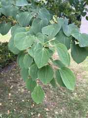Cercidiphyllum