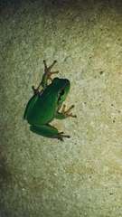 Hyla meridionalis