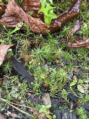 Polytrichum juniperinum
