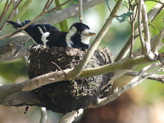 Grallina cyanoleuca