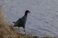 Porphyrio melanotus