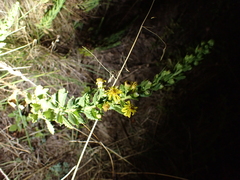 Dittrichia viscosa