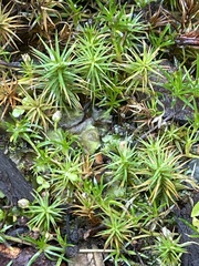 Polytrichum juniperinum