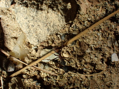 Camponotus cruentatus