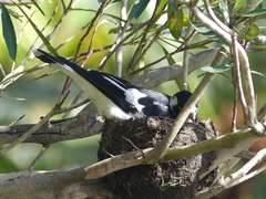 Grallina cyanoleuca