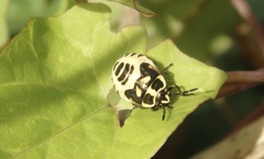 Eurydema oleracea