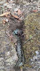 Natrix astreptophora