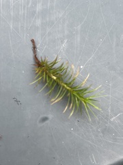 Polytrichum juniperinum