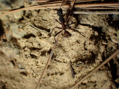 Camponotus cruentatus