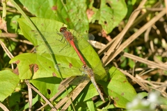 Sympetrum sanguineum