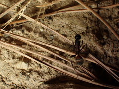Camponotus cruentatus