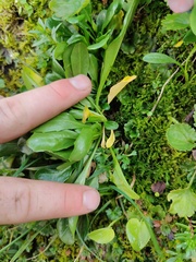 Noccaea caerulescens