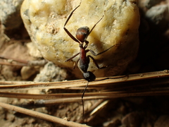 Camponotus cruentatus