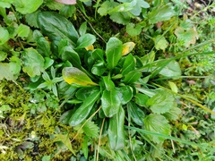 Noccaea caerulescens