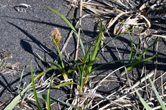 Carex macrocephala