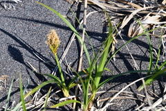 Carex macrocephala