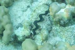 Tridacna maxima