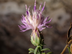 Centaurea aspera