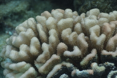 Pocillopora