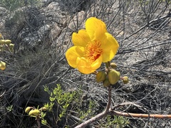 Cochlospermum
