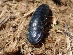 Perisphaerinae