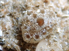 Polyclinum aurantium