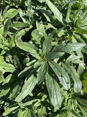 Echium