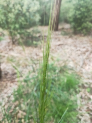 Austrostipa mollis
