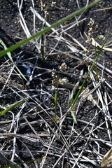 Anthoxanthum glabrum